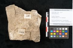 Foto (Objekt + Etikett) von Genista tinctoria L. (NHMW-GEO-2024-0188-11353)